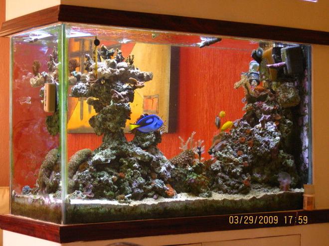 90 gallons saltwater fish tank (mostly fish, little/no live coral) - Another from ther rear view