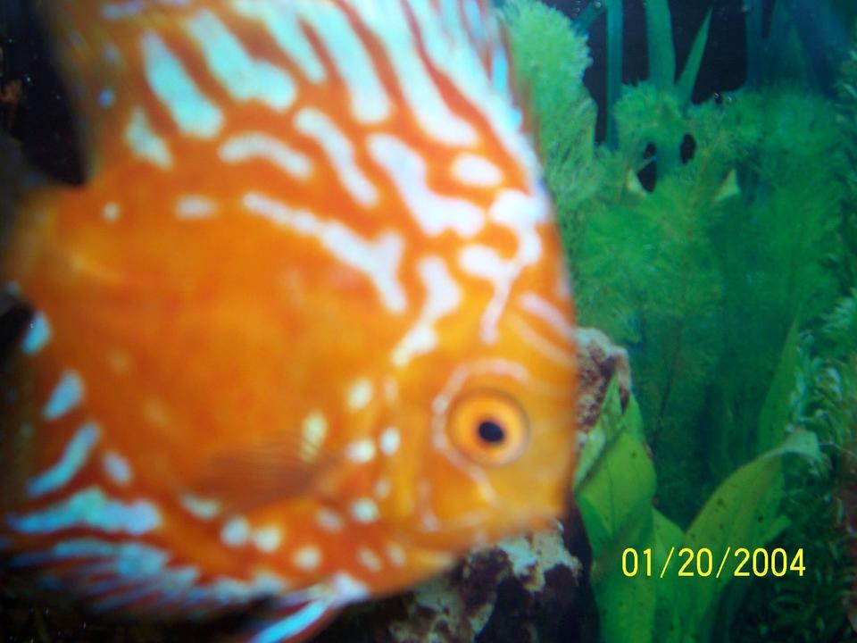 freshwater fish - symphysodon spp. - pigeon blood discus stocking in 55 gallons tank - red pigeon blood discus