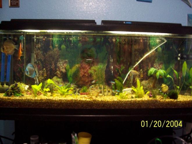 55 gallons planted tank (mostly live plants and fish) - my tank