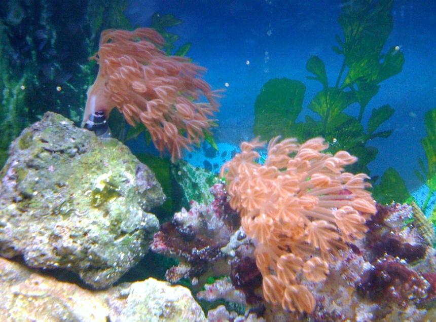 Rated #407: Corals Inverts - Heteroxenia Sp. - Heteroxenia Polyp Stocking In 55 Gallons Tank - small xenia
