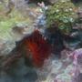 corals inverts - lima scabra - flame scallop stocking in 55 gallons tank - flame scallop