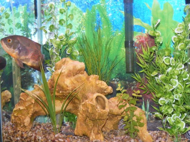 freshwater fish - astronotus ocellatus - tiger oscar stocking in 30 gallons tank - 30 gal. housing 1 Red Tiger Oscar, 2 young Plecos