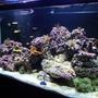 90 gallons reef tank (mostly live coral and fish) - 90 gallon reef tank established january 09