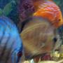 freshwater fish - symphysodon sp. - ocean green discus stocking in 55 gallons tank - discus