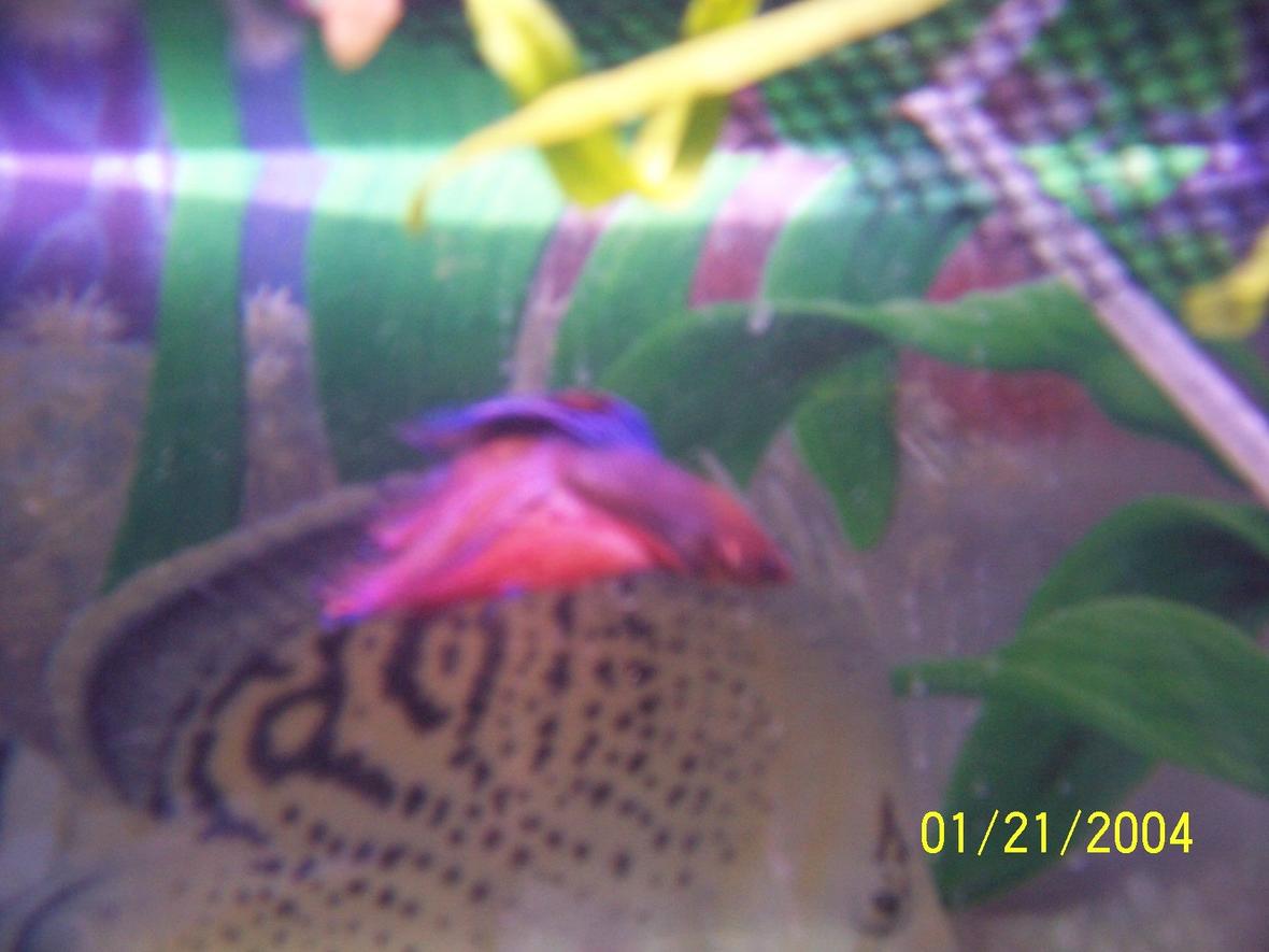 freshwater fish - betta splendens - betta - male stocking in 55 gallons tank - betta