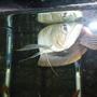 freshwater fish - scleropages jardini - jardini arowana stocking in 55 gallons tank - king tut the arawana fish