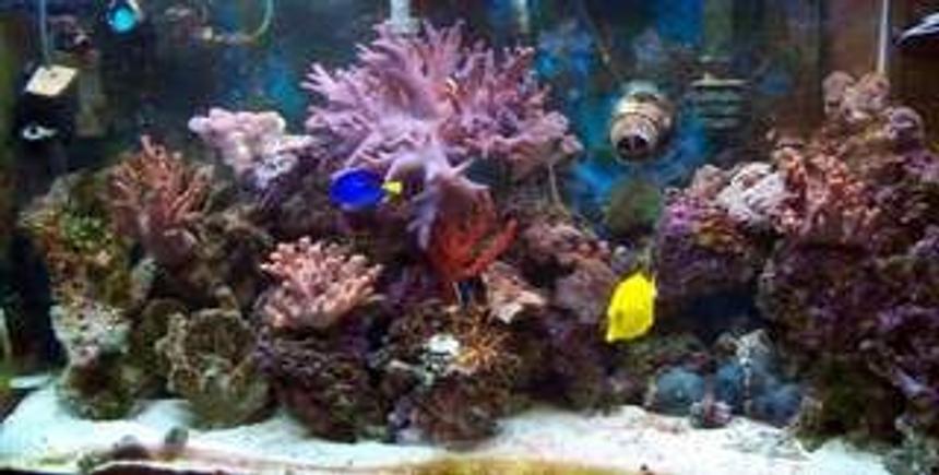 Rated #57: Corals Inverts - Seriatopora Hystrix - Birdsnest Coral Stocking In 90 Gallons Tank - morning photo 4/2/09 (lights have been on for 45 minutes) so not in full bloom. I'm always at work so didn't have time to get a better shot.