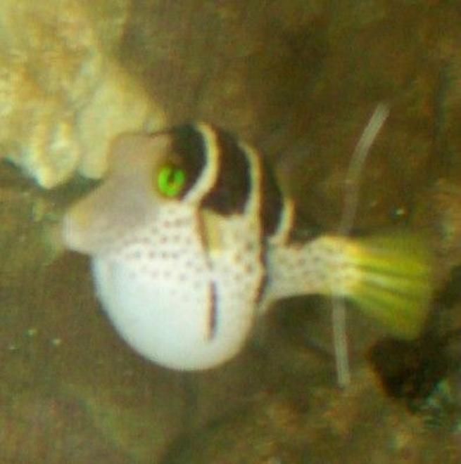 saltwater fish - canthigaster valentini - saddle valentini puffer stocking in 55 gallons tank - Valentini Puffer Puffed
New2hobby