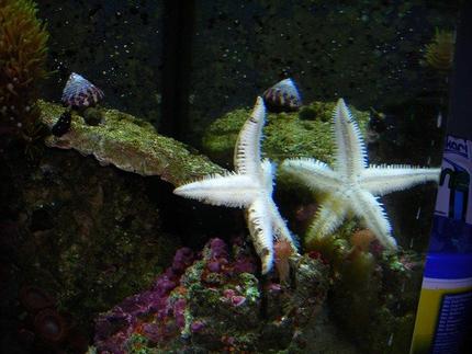 corals inverts - astropecten polycanthus - sand sifting sea star stocking in 14 gallons tank - My sand sifting star fish out of the sand and terrorizing my tank haha... In the upper left corner you can see a piece of my star polyps, they're growing like crazy, a few of my crabs, brown button polyps in the lower left and Coraline!