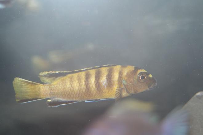 freshwater fish - pseudotropheus flavus stocking in 55 gallons tank - p. flavus