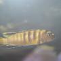 freshwater fish - pseudotropheus flavus stocking in 55 gallons tank - p. flavus