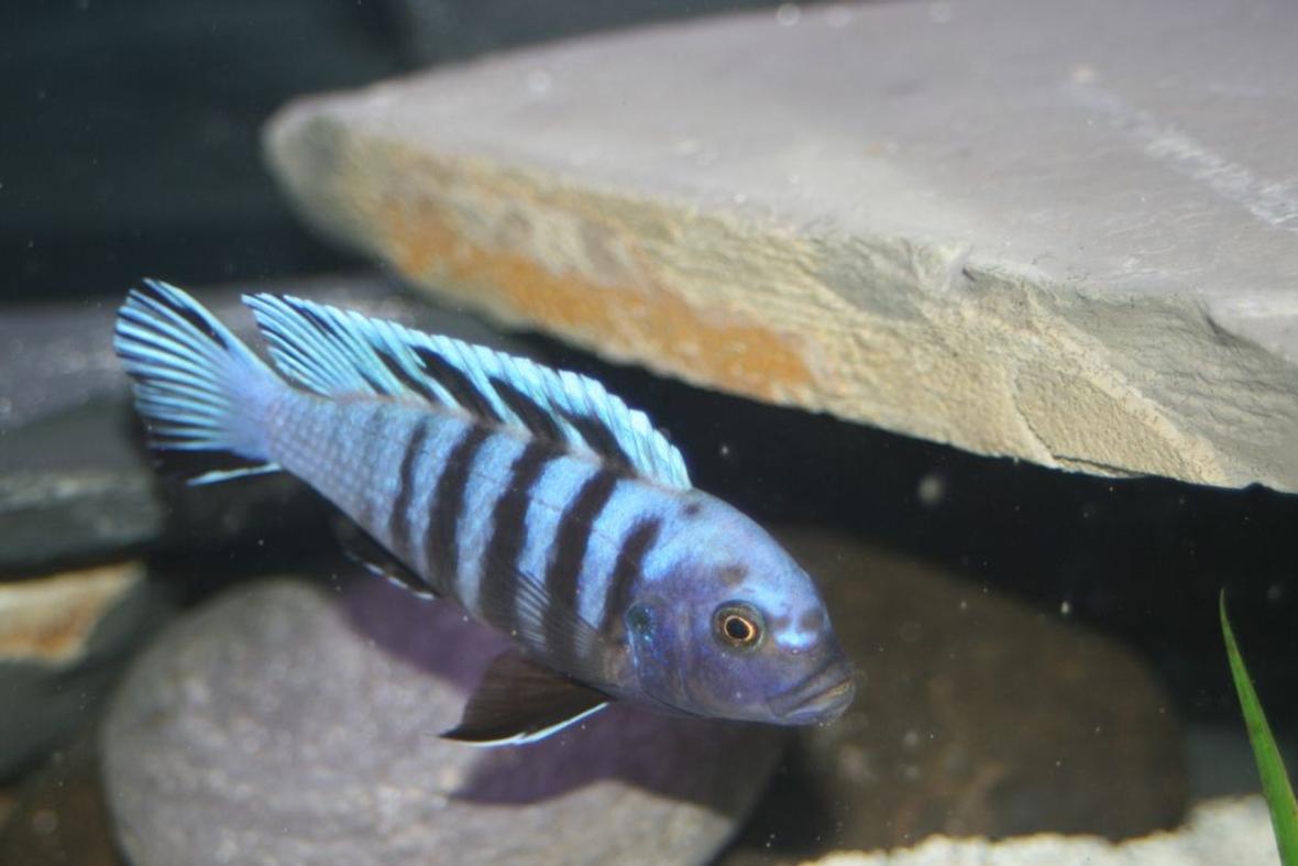 freshwater fish - cynotilapia afra - afra cichlid stocking in 55 gallons tank - zebra mbuna