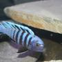 freshwater fish - cynotilapia afra - afra cichlid stocking in 55 gallons tank - zebra mbuna