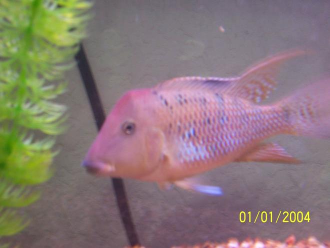 freshwater fish - geophagus steindachneri - red-hump eartheater stocking in 55 gallons tank - red hump geogopherous