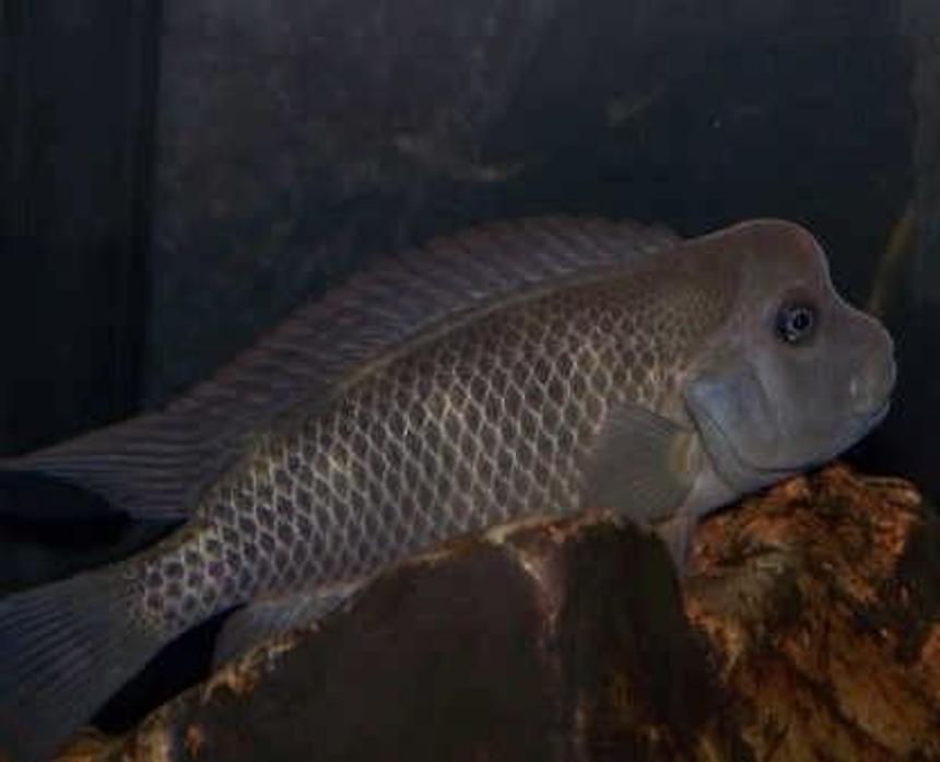 Rated #579: Freshwater Fish - Ictiobus Cyprinellus - Bigmouth Buffalo Stocking In 55 Gallons Tank - my buffalo fish    who is a  real character