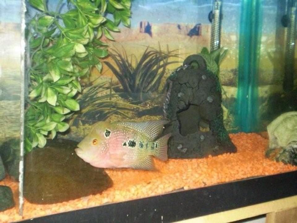 freshwater fish - cichlasoma sp. - flower horn cichlid stocking in 55 gallons tank - another bamboo picture first hour in his new home after a plane ride.