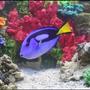 saltwater fish - paracanthurus hepatus - blue tang stocking in 75 gallons tank - Blue Hippo Tang