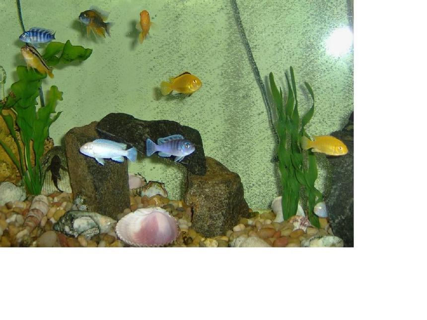Rated #243: Freshwater Fish - Labidochromis Caeruleus - Electric Yellow Cichlid Stocking In 55 Gallons Tank - 8 of 12 African Cichlids and one pleco