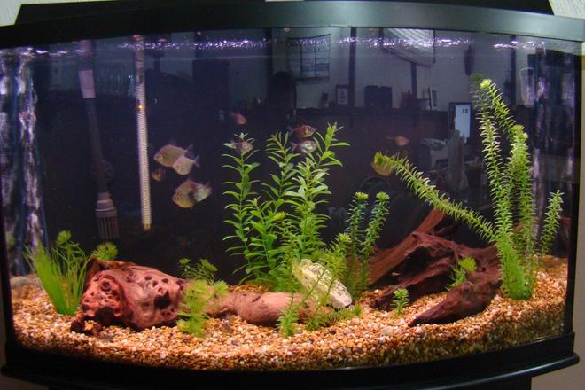 45 gallons freshwater fish tank (mostly fish and non-living decorations) - updated picture of the 46 gal tank. Took a couple decorations out as going to try to limit the transfer to the 125 as easy as possible, ever since trying the sand in the 125 ill never go back, i find the larger gravel like this makes the tank look yellow. not my favorite. Easy to clean tho. This tanks shut down now as the 125 is done and Its going to start up again saltwater style!