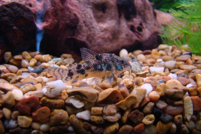 freshwater fish - corydoras paleatus - peppered cory cat stocking in 45 gallons tank - Peppered Cory