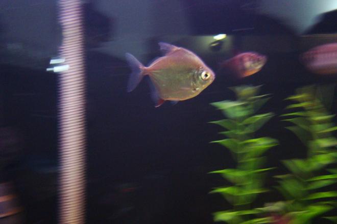 freshwater fish - metynnis argenteus - silver dollar stocking in 45 gallons tank - Silver Dollar in motion, Just wont stay still!
