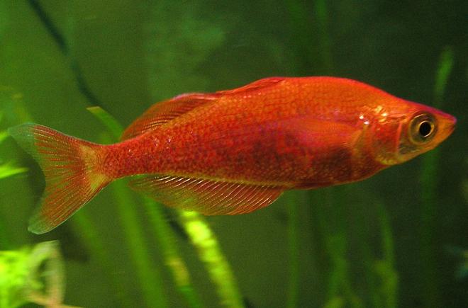 freshwater fish - glossolepis incisis - red irian rainbow stocking in 29 gallons tank - Glossolepsis Incisus - Red or Irian Jaya Rainbowfish. This was at his peak coloring.