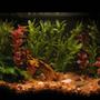 5 gallons freshwater fish tank (mostly fish and non-living decorations) - 5.5 gallon w/ neons and black mystery snail