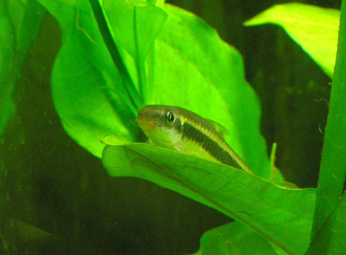 freshwater fish - crossocheilus siamensis - siamese algae eater stocking in 29 gallons tank - Flying fox, resting on his favorite spot in the filter current.