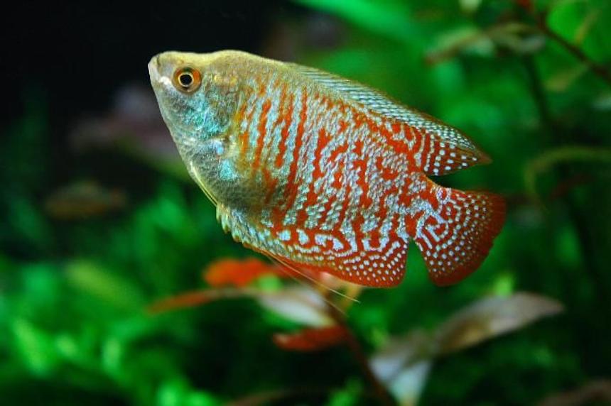 Rated #91: Freshwater Fish - Colisa Lalia - Dwarf Gourami Stocking In 47 Gallons Tank - Colisa Lalia