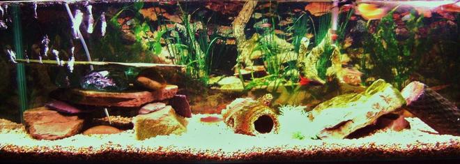 25 gallons freshwater fish tank (mostly fish and non-living decorations) - not the best pic but will update asap...