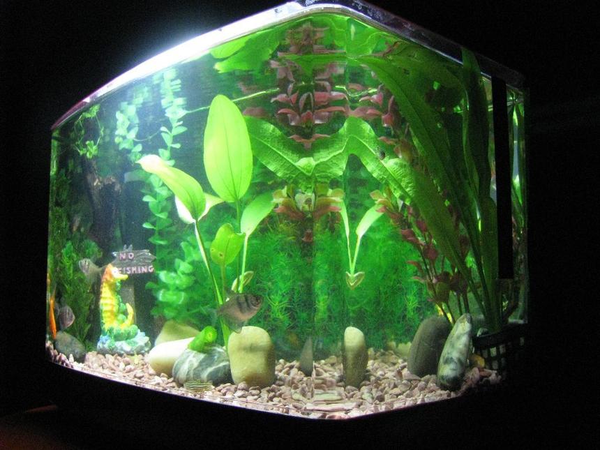 Rated #150: 5 Gallons Planted Tank - Black Widow Tetra