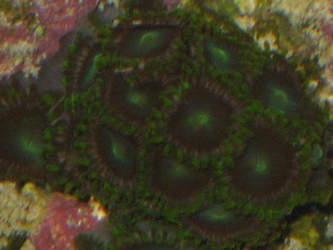corals inverts - zoanthus sp. - colony polyp stocking in 90 gallons tank - proup of zoos