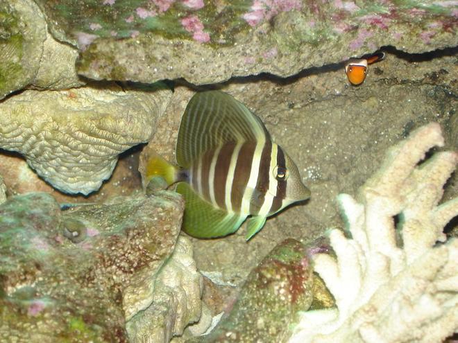 saltwater fish - zebrasoma veliferum - sailfin tang stocking in 76 gallons tank - Sailfin Tang and Nemo peeking out!
