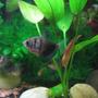 freshwater fish - gymnocorymbus sp. - black skirt tetra stocking in 5 gallons tank - Black Widow Tetra School