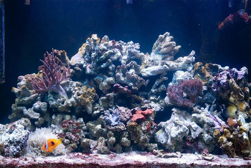Rated #119: 110 Gallons Reef Tank - Just two months old.