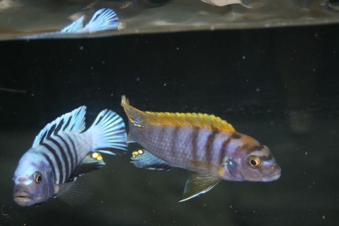 freshwater fish - cynotilapia afra - afra cichlid stocking in 55 gallons tank - afra and my hongi
