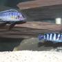 freshwater fish - pseudotropheus demasoni - demasoni cichlid stocking in 55 gallons tank - gigas mara and demasoni