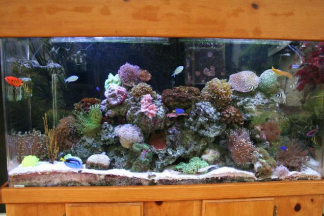 90 gallons reef tank (mostly live coral and fish) - This is my 90 gallon reef tank.Running for about a year and a half.