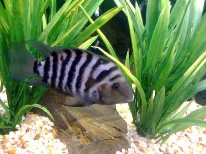 freshwater fish - archocentrus nigrofasciatus - black convict cichlid stocking in 55 gallons tank - Convict Cichlid