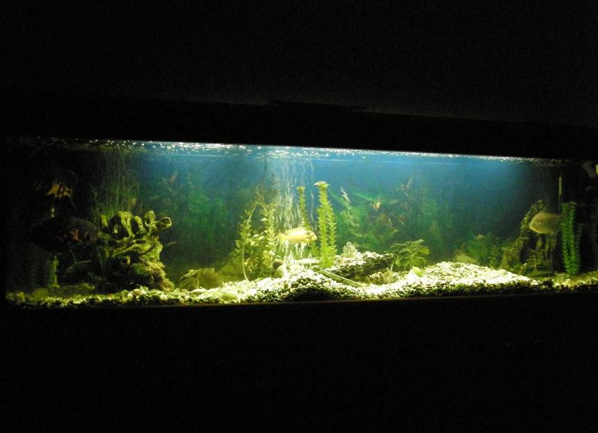 Rated #1533: 78 Gallons Freshwater Fish Tank - 300 liter Cichlid Tank