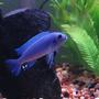 freshwater fish - maylandia callainos - blue cobalt cichlid stocking in 55 gallons tank - Cobalt Blue Cichlid