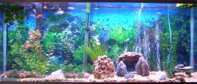 freshwater fish - xiphophorus maculatus - red platy stocking in 53 gallons tank - 53 gallon with Guppies Platys and a 24" pleco. Emperor 400 filter.