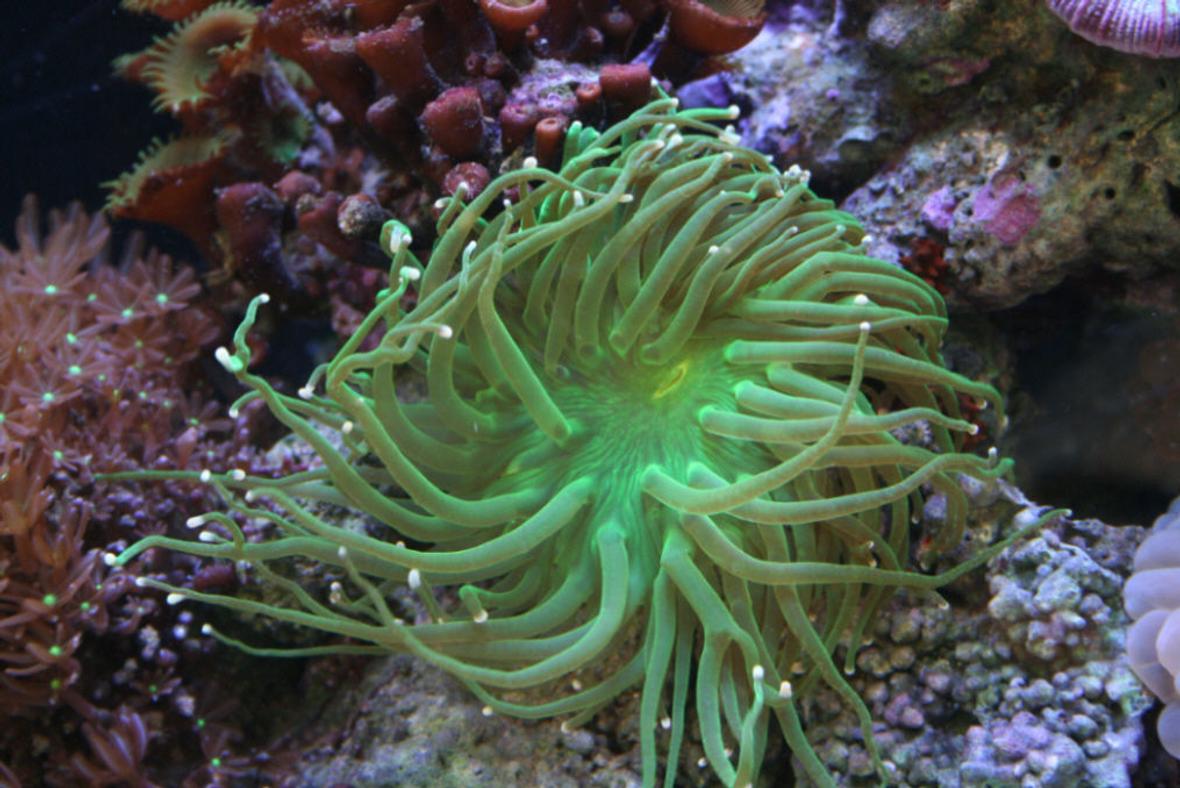 corals inverts - euphyllia glabrescens - torch coral stocking in 90 gallons tank - This is a torch I bought as a frag.