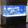 500 gallons reef tank (mostly live coral and fish) - My Setup, 200 gallon with 50 gallon sump