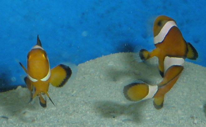 saltwater fish - amphiprion percula - true percula clownfish stocking in 55 gallons tank - my clowns