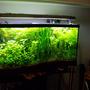 95 gallons planted tank (mostly live plants and fish) - 95 Gallon Fresh Water Aquarium