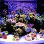 fish tank picture - my 120g tech tank sps,and rare green Nepthea ,ans some Sinularia ,400w Reeflux 10k ,2 250w Radium 20k on the sides ,3 Uri vho super actnics,1 actinic white vho Uri,2 fiji purple t5 ,Octo Extreme 250 skimmer,Geo 618 cal/reactor,mag 18 ,2 Ecotech Vortecs, #2 Hydor Koralia,and a #3 and a #4,150lbs Marco rock ,170lbs approx live sand ,Seachem reef salt the only salt I will ever use #1 in my book,I dose Mag,Iodine,Strontium,Potassium,only when needed which is very rare with this salt mix,Zeovite Amino acids ,and Zooplankton ,and lots of fish food I over feed my fish to keep my coral color where I like it .Some gfo in a reactor .