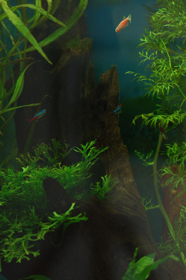 freshwater fish - paracheirodon innesi - neon tetra jumbo stocking in 37 gallons tank - Open water