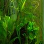 freshwater fish - paracheirodon innesi - neon tetra jumbo stocking in 37 gallons tank - Side view