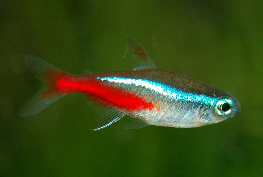 Rated #85: Freshwater Fish - Paracheirodon Innesi - Neon Tetra Jumbo Stocking In 37 Gallons Tank - Neon tetra